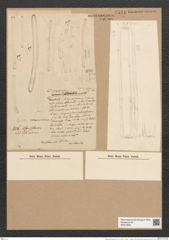 Desmogonium gujanense Ehr. (de-Toni-Nr.: Genus 71, Species 2703) Zeichnungen Sammlung Grunow Nr. 5541 (NHMW-BOT-W0373995)